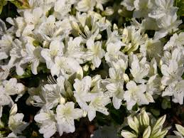 Japanische Azalee Schneewittchen Rhododendron Obtusum Schneewittchen Azaleen Schneewittchen