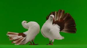 National bird peacock green screen video. Pigeons Green Screen Stock Footage Royalty Free Stock Videos Page 7