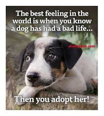 The Best Feeling In The World Is When You Know Dog Has Had A Bad Life Then You Adopt Her Dog Love Animal Cruelty Bad Life Dog Love Dogs