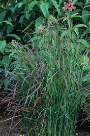 Image result for Panicum gilvum