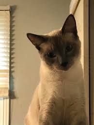 You may not think a creature that sleeps most of the day will change your life that much, but any experienced cat owner can tell you that your whole world is going to be different in a big way. Cat For Adoption Juliet A Siamese In Oklahoma City Ok Petfinder