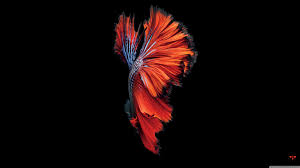 Explore apple 4k wallpaper on wallpapersafari | find more items about 5k image hd wallpaper, 5k image hd wallpaper apple, imac retina display 3840x2160 planet galaxy stars mac ox ultrahd 4k wallpaper wallpaper background. Desktop 4k Wallpaper Iphone 3840x2160 Download Hd Wallpaper Wallpapertip