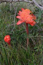 What a different view out the window this morning. 7 Amaryllidaceae Family Ideas Bulb Amaryllis Seasons