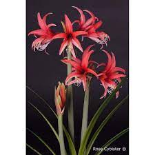 We already knew that amaryllis originate from brasil, but the cybister amaryllis looks extremly tropical. Rosa Cybister Amaryllis Bestellen Sie Verschiedene Sorten Amaryllen Online