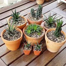 It can grow where heat and light levels are high and moisture levelslow. The Art Of Repotting Succulents The Right Way