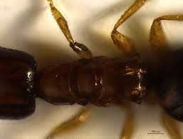 The landlord or the tenant? 146 Questions With Answers In Pest Control Science Topic