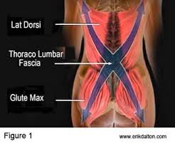 If your hip flexors are too tight (or too strong) in comparison to their opposing muscles, the glutes, then your lower back muscles are likely to end up tight too — and vice versa, if your lower back muscles are too tight in comparison to your abs. Low Backs Glutes Lats Erik Dalton Blog