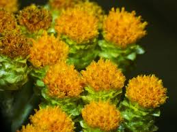 Image result for Helichrysum aureum