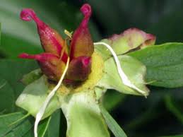 Allow pods to dry on plant; Old City Cemetery Horticulture Tips For Peonies