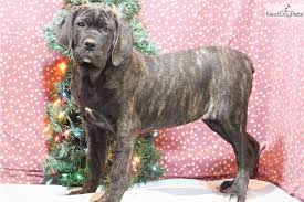 Welcome to our puppies for sale directory! Abby Cane Corso Mastiff Puppy For Sale Near Fort Wayne Indiana 72655563 75a1