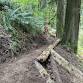 Eagle Fern County Park--PDX (trail rehabilitation)