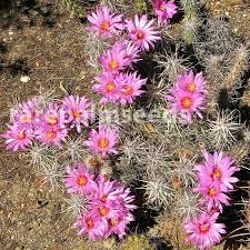 Cacti from desert areas, like the mammillaria and echinocactus, are plump and spiny while those that originally grew in jungle areas are flat or thin and. Echinocereus Brandegeei Strawberry Cactus Buy Seeds At Rarepalmseeds Com