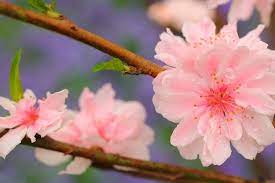 Tree Branch Cherry Blossom Flowers Pink Wallpaper Online Flower Delivery Purple Flowers Wallpaper Cherry Blossom Flowers