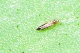 Image result for Onion Thrips