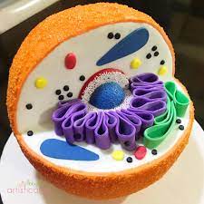 Then use candies for the organelles or shape them out of fondant. Animal Cell Sphere Cake Flibbys Flibby S Cupcakes Facebook