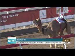 Yes i too am finding it unbelievably difficult to get a simple straight answer about camel racing times and dates. 4th Day Of 4th Annual Al Bashayer Arabian Camel Racing Festival Youtube