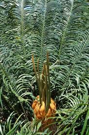 Image result for Cycas thouarsii