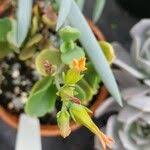 Image result for Kalanchoe glaucescens