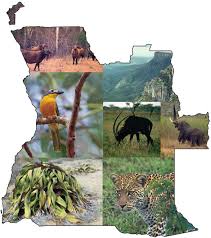 Image result for Chamaeclitandra henriquesiana