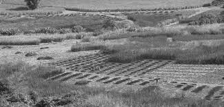 Image result for Ancylobothrys robusta