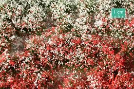 Get it as soon as tue, oct 13. Mininatur Flower Tufts Summer