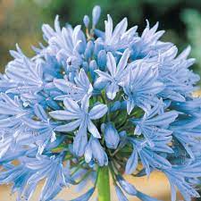 Agapanthus Headbourne Hybrids Biennial Plants Agapanthus Flowers Perennials