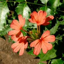 Image result for Crossandra nilotica