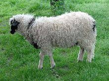 Sheep Wikipedia