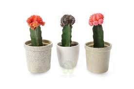 Or maybe you're looking for succulents for your bridal party or corporate event—and you're probably wondering where is the best place to buy succulents online. Buy Cactus Plants Online Cactus Plants In Delhi Get Cactus Plants At Home Green Decor