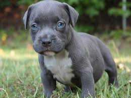 Bluenose pitblls and pitbull puppies and american bullies and bluenose american bully puppies are suitable for just about any home or family environment. Pitbull Dog Pitbull Dog Blue Eyes
