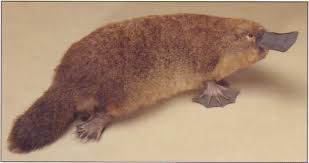 Image result for Platterpus