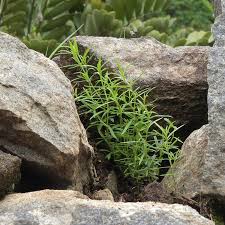 Image result for Oldenlandia herbacea