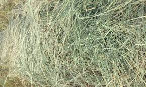 Check spelling or type a new query. What Are The Key Differences Between Coastal Hay Timothy Hay Alfalfa Hay And Straw Quora