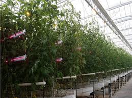 We did not find results for: Providing Intra Canopy Light With New Inter Light System