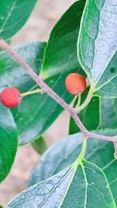 Image result for Celtis sinensis
