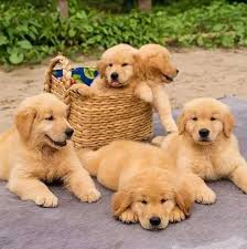 Golden Retriever Pups Such A Cutie Cute Dogs Retriever Puppy Puppies