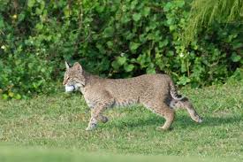 Find compact loaders, excavators, tractors, telehandlers, utility products and attachments from bobcat company. Bobcat Kittens Play With Golf Ball At Bonita Fairways Golf Course