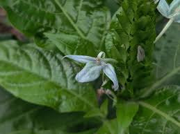 Image result for Ecbolium