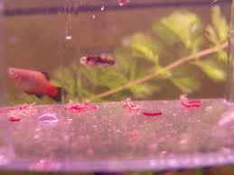 Tank Update Platy Fry Now 3 Weeks Old