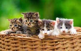 Idealerweise sollten kleine katzen mindestens acht wochen von ihrer mutter aufgezogen und gesäugt werden, bevor sie abgegeben oder von ihrer mutter getrennt werden. Katzenbabys Richtig Versorgen Agila