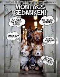 Guten Morgen Lustig Bild Von Suzana Auf Guten Morgen Montag Humor Lustige Guten Morgen Spruche