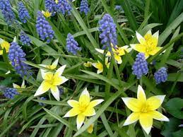 Pink flowers purple flowers blue flowers yellow flowers white flowers orange flowers red flowers bulbs roses. Best Spring Blooming Bulbs Blog Nurserylive Com Gardening In India