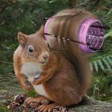 Out With A Bad Hair Day Funny Squirrel Pictures Photoshopped Animals Squirrel Funny