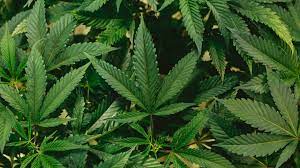 El uso lúdico de la marihuana en méxico es un tema relevante ya que, el 19 de noviembre de 2020, el pleno del senado aprobó en lo el consumo personal lúdico o adulto de la marihuana en méxico no deberá llevarse a cabo frente a niños y adolescentes, además de personas. Aprueban Uso Ludico De Marihuana En Mexico Cuestion De Polemica Informacion Que Importa