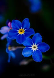 In canada, it is worn every july 1st to remember those who died in world war 1. 900 Forget Me Nots Ideas In 2021 Little Flowers Flowers Forget Me Not