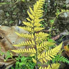 Image result for Pityrogramma