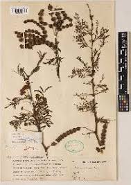 Image result for Acacia kirkii