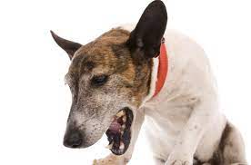 7 Things To Know About Kennel Cough Antibiotics Dog Coughing Your Dog Cat With Blue Eyes