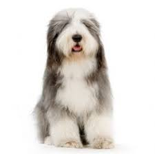 Bearded Collie Breed Information Amp Pictures Beardie The Highland Dog Toys Dogs Moustache Dog