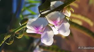 Image result for Tephrosia noctiflora